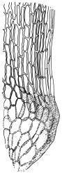 Campylopus clavatus, alar cells. Drawn from T.W.N. Beckett 1047, CHR 608250.
 Image: R.C. Wagstaff © Landcare Research 2018 
